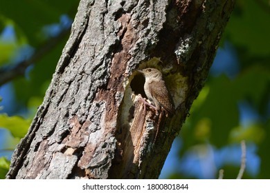 House Wren Perched Outside Of Nest In  An Old Tree