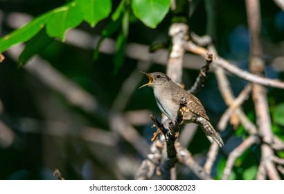 House Wren Singing 