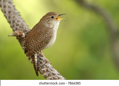 House Wren Singing