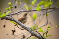 A House Wren Singing To Attract His Partner