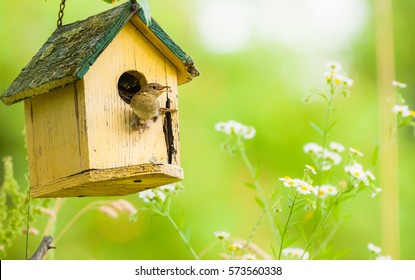 The House Wren.  A tiny house wren pauses outside her home. 