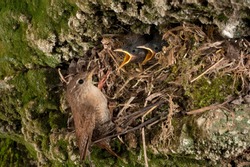 House Wren, Troglodytes Troglodytes, At The Entrance Of Their Nest With Their Young