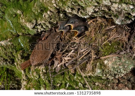 Similar – Foto Bild Two Blackbird chicks in a hidden nest