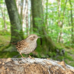 House Wren,The House Wren Is A Very Small Bird In The Wren Family.
 Accordingly, It Is The Most Widespread Native Bird In America