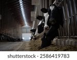 housed dairy cows in the barn 