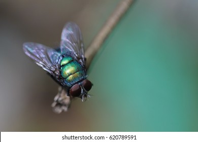 Housefly