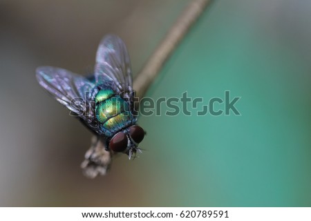 Housefly