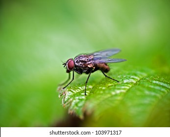 Housefly aka house fly, house-fly or common housefly - Musca domestica