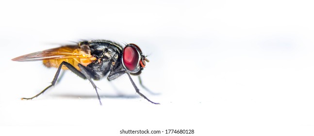 Housefly close up Macro shot. The housefly is a fly of the suborder Cyclorrhapha, and has spread all over the world as a commensal of humans. It is the most common fly species found in houses