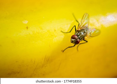 Photo de Ménage en gros plan - Photo de Macro. La mouche à la maison est une mouche du sous-ordre Cyclorrhapha, et s'est répandue dans le monde entier en tant que proportionnellement aux humains. C'est l'espèce de mouche la plus répandue dans les maisons