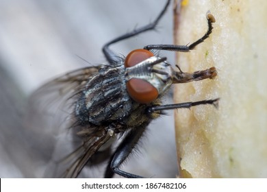 Housefly close up Macro shot. The housefly is a fly of the suborder Cyclorrhapha, and has spread all over the world as a commensal of humans. It is the most common fly species found in houses