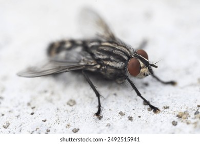 Housefly, close up macro shot of a fly - Powered by Shutterstock