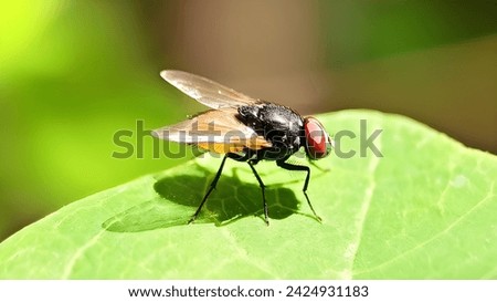 Housefly Drosophila sitting on leaf of a plant, Isolated Macro Photo with Blurred background