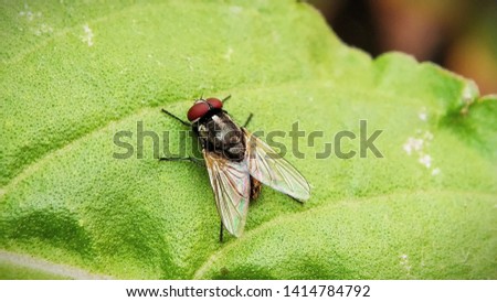 Housefly Drosophilia sitting on leaf of a plant, Isolated Macro Shot with Blurred background