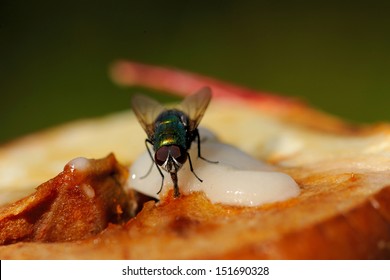 House-fly feeding on apple and honey