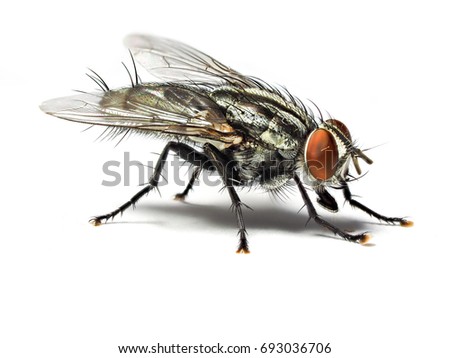 Housefly fly flies isolated on white background with shadow.