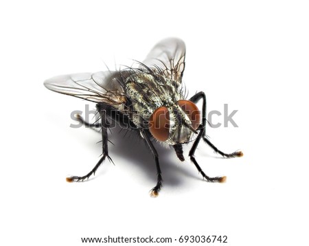 Housefly fly flies isolated on white background with shadow.