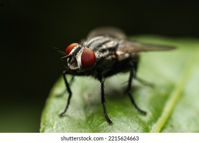 The Housefly Is A Fly Of The Suborder Cyclorrhapha