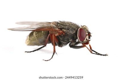 Housefly insect, Musca domestica, isolated on white, clipping - Powered by Shutterstock