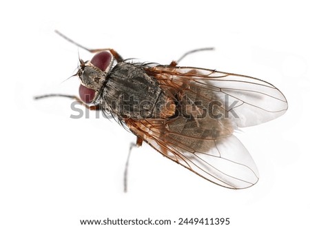 Housefly insect, Musca domestica, isolated on white, clipping