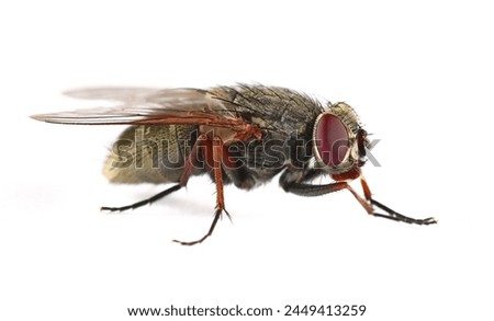 Housefly insect, Musca domestica, isolated on white, clipping
