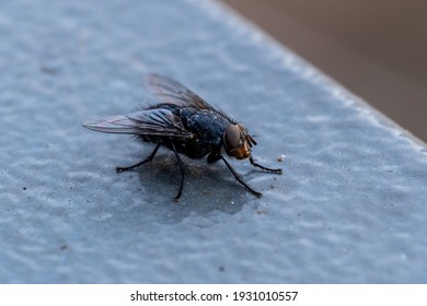 Housefly (Latin name: musca domestica) close up view