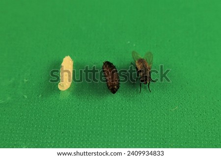 Housefly life cycle: Larva, pupa and, adult housefly isolated on a green background. Musca domestica Linnaeus. Common House fly. Insects, insect. Bugs, bug. Animals, animal. Wild nature, wildlife