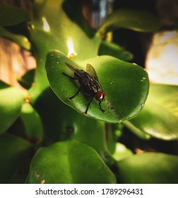 Housefly Macro Wild Life Photography