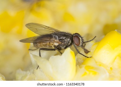 2,683 Musca Domestica Images, Stock Photos & Vectors | Shutterstock