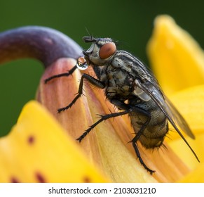 The Housefly (Musca Domestica) Is A Fly Of The Suborder Cyclorrhapha.