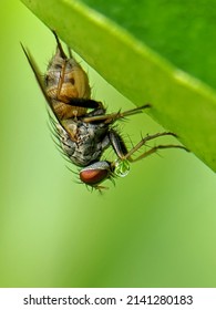 The Housefly (Musca Domestica) Is a Fly Of The Suborder Cyclorrhapha