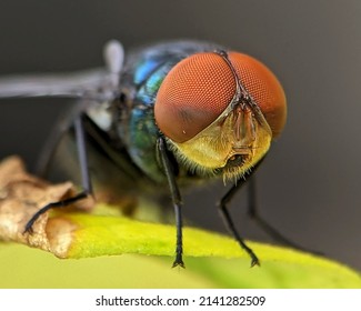 The Housefly (Musca Domestica) Is a Fly Of The Suborder Cyclorrhapha