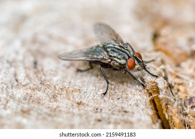 Housefly (Musca Domestica). Fly Of The Suborder Cyclorrhapha.