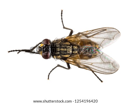 Housefly (Musca domestica) isolated on white background. Top down view of house fly from above. Cleaning and polishing front legs.