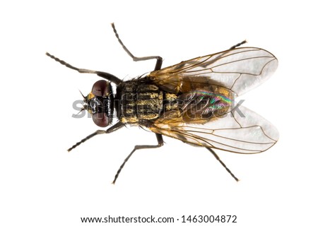 Housefly (Musca domestica) isolated on white background. Top down view of house fly from above.