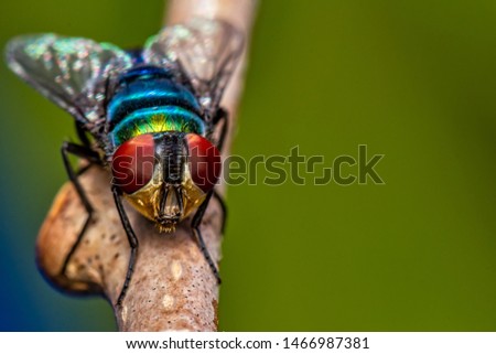 Housefly on branch - macro photography of a fly on a tree branch looking towards lens - nature macro photography