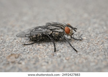 a housefly on the wall  in detail