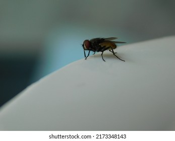 A Housefly on a White Place - Shutterstock ID 2173348143