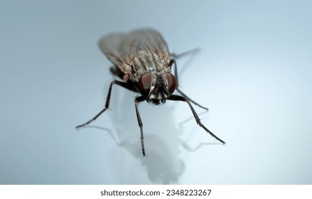 Housefly perched on gray background with shadows. Hairs and compound eyes are seen