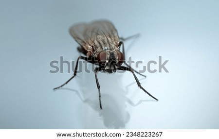 Housefly perched on gray background with shadows. Hairs and compound eyes are seen