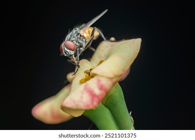 Mosca posada sobre una