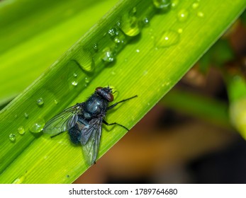 Housefly,Musca Domestica Is A Fly Of The Suborder Cyclorrhapha.