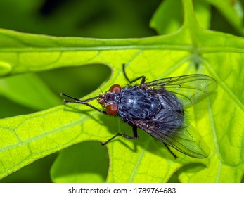 Housefly,Musca Domestica Is A Fly Of The Suborder Cyclorrhapha.