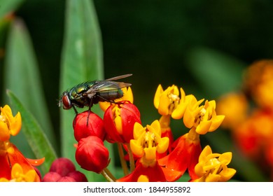 Housefly,Musca Domestica Is A Fly Of The Suborder Cyclorrhapha.