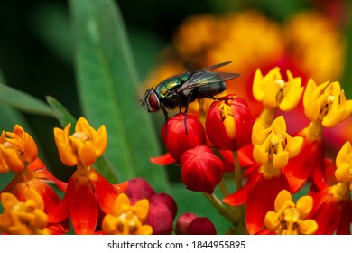 Housefly,Musca Domestica Is A Fly Of The Suborder Cyclorrhapha.