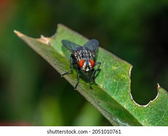 Housefly,Musca Domestica Is A Fly Of The Suborder Cyclorrhapha