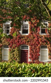 Housefront Of Georgian Style House Covered In Ivy Climbing Plant