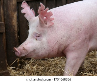  Household domestic pig lives on animal husbandry farm