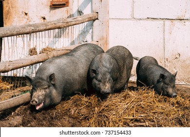 Household A Large Black Pigs In Farm. Pig Farming Is Raising And Breeding Of Domestic Pigs. It Is A Branch Of Animal Husbandry. Pigs Are Raised Principally As Food (pork, Bacon, Gammon).
