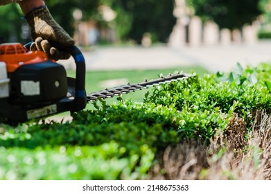 householder mows the lawn grass with a lawn mower.Man hand holding and using hedge trimmer machine for bush trimming. Shrub pruning, gardening and cutting concept. Home and garden concept.